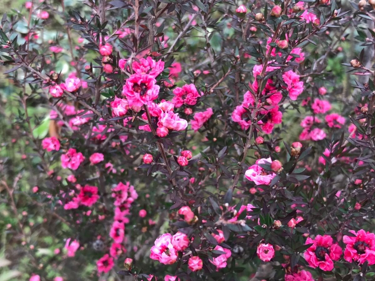 ギョリュウバイとハチミツ 奈良の外構 お庭 エクステリアの専門店リーフユニティ ギョリュウバイとハチミツ 奈良の外構 お庭 エクステリアの専門店リーフユニティ