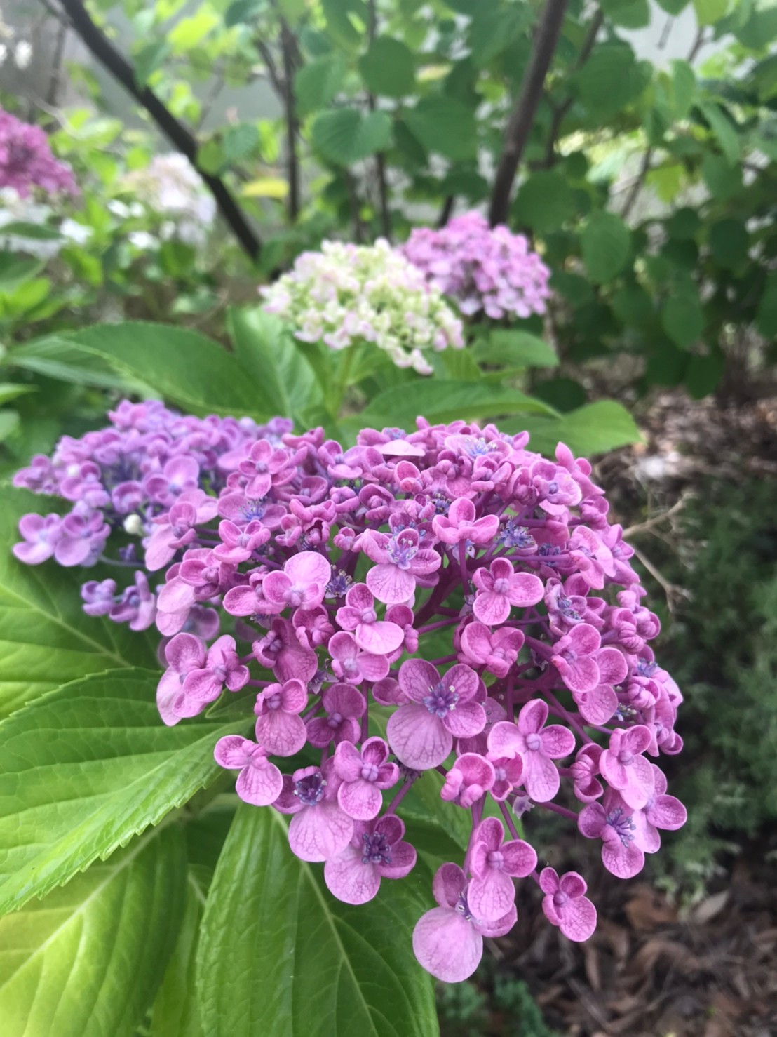 紫陽花 おまじない 奈良の外構 お庭 エクステリアの専門店リーフユニティ 紫陽花 おまじない 奈良の外構 お庭 エクステリアの専門店リーフユニティ