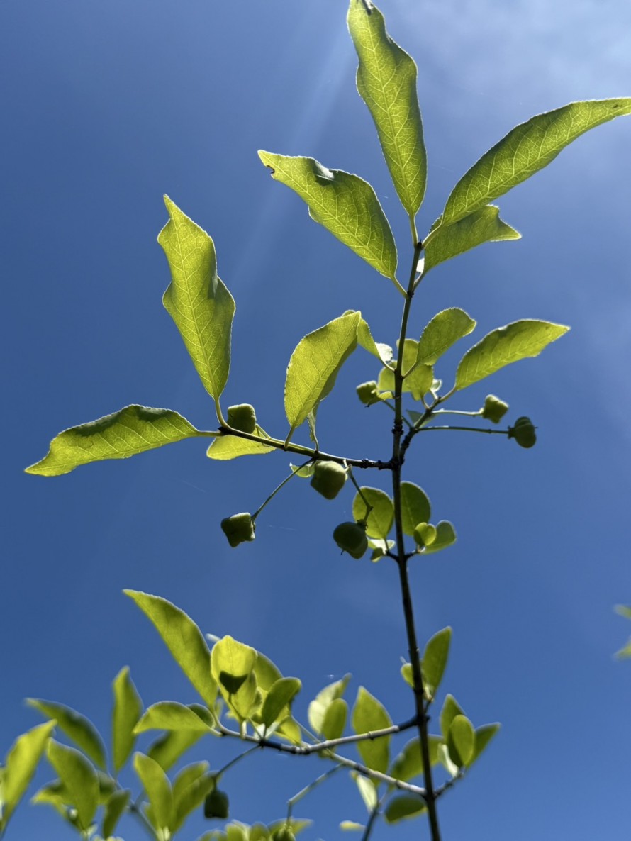 S__650403846