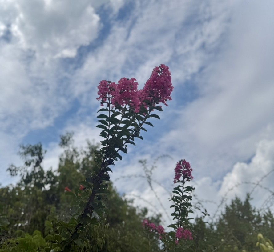 S__651198476_0